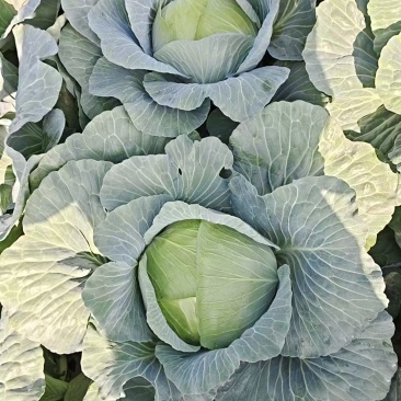 平包菜