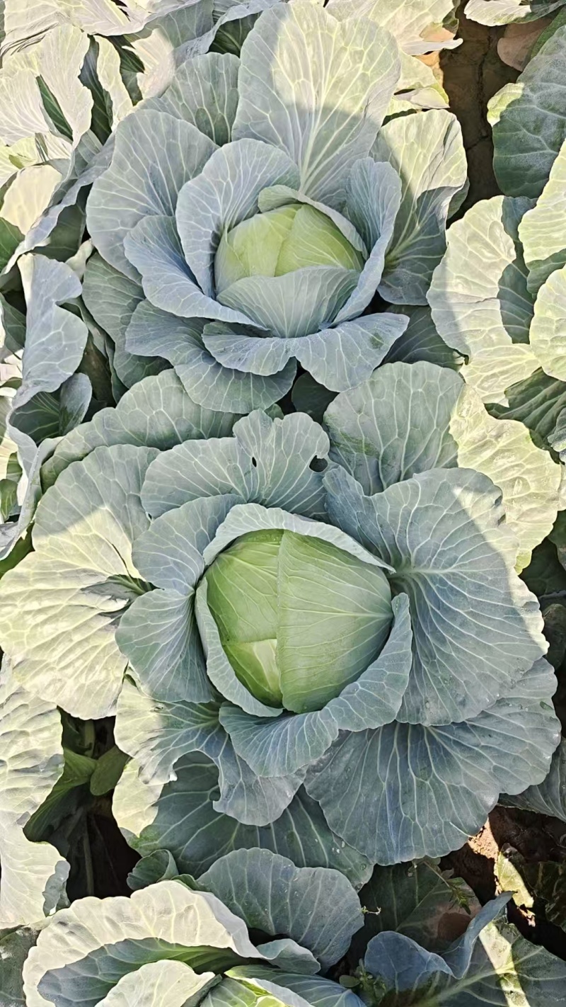 平包菜