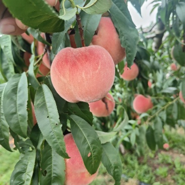 金秋红蜜欢迎各位联系