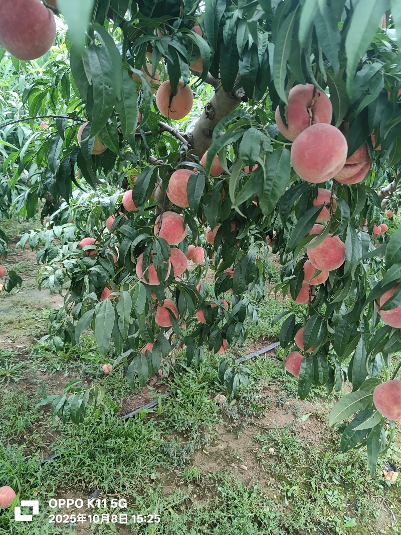 金秋红蜜欢迎各位联系