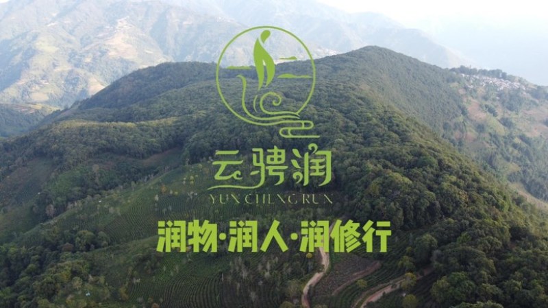 西歧山-西歧桫椤，357g饼