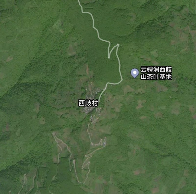 西歧山-西歧桫椤，357g饼