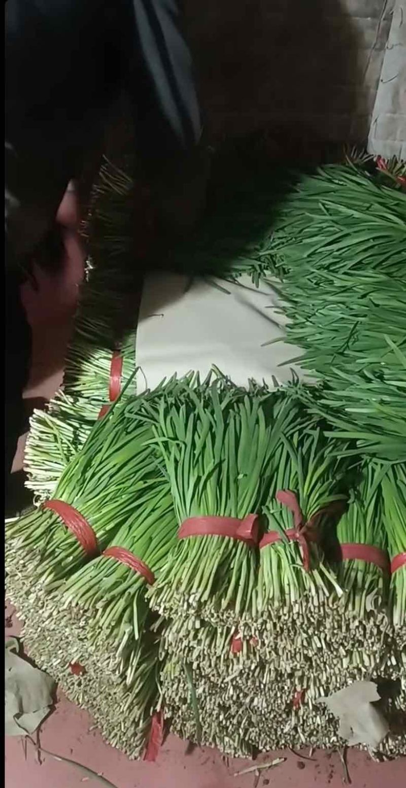 河北唐山乐亭县大叶韭菜大量有货欢迎客商电话联系每天都发车
