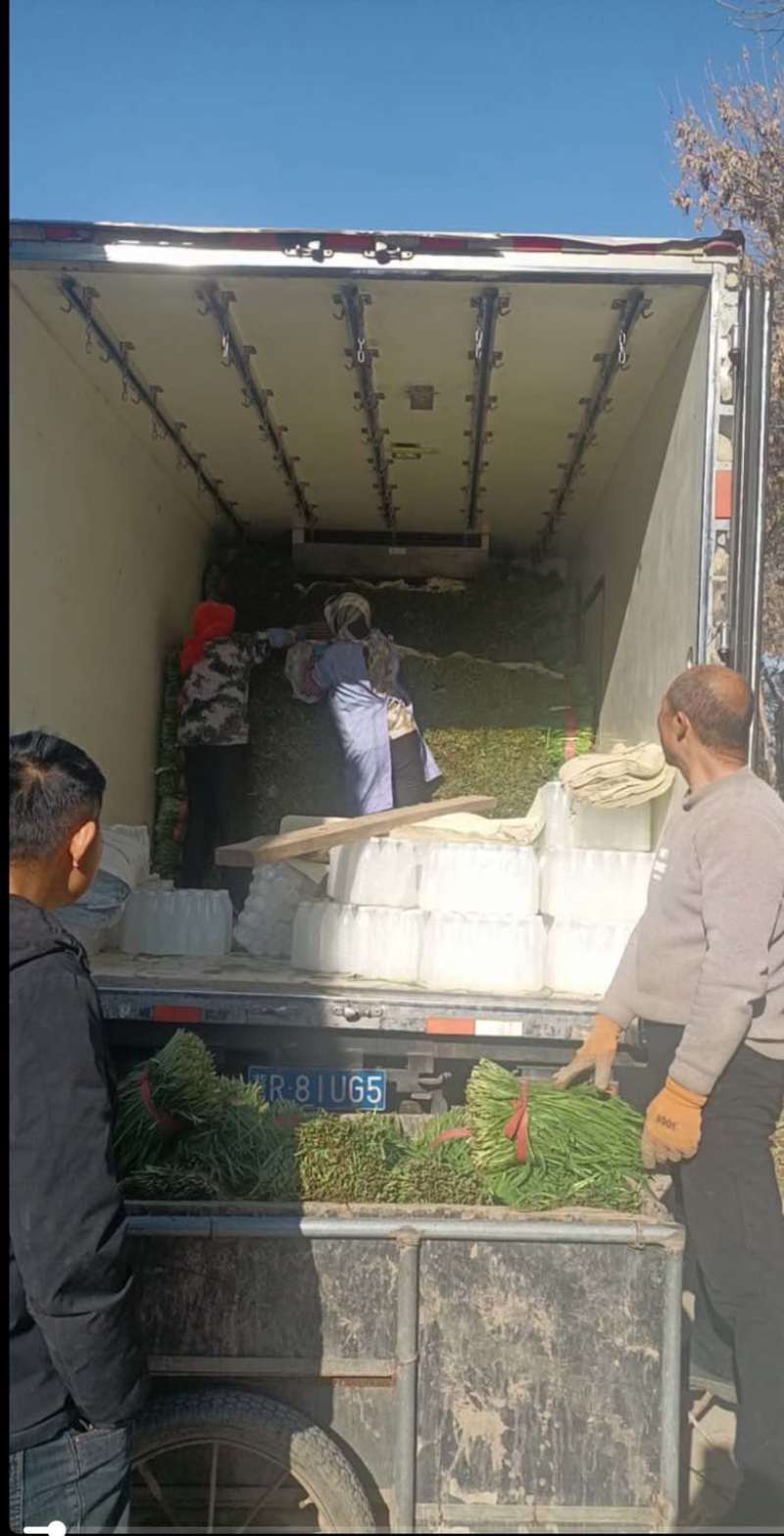 河北唐山乐亭县大叶韭菜大量有货欢迎客商电话联系每天都发车