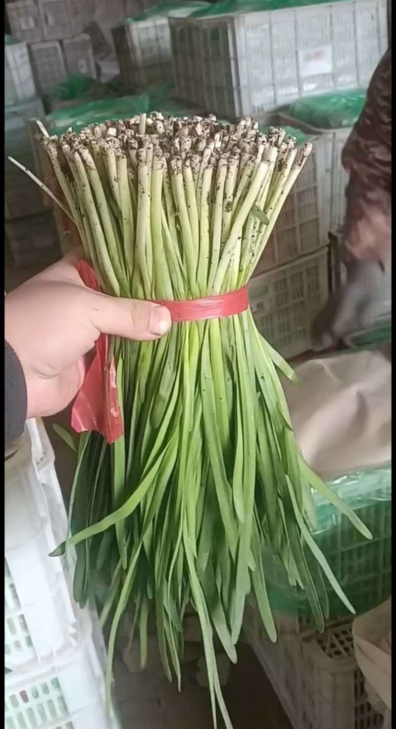 河北唐山乐亭县大叶韭菜大量有货欢迎客商电话联系每天都发车