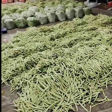 大量代收出售豆角，欢迎各大客商联系，价格电话沟通