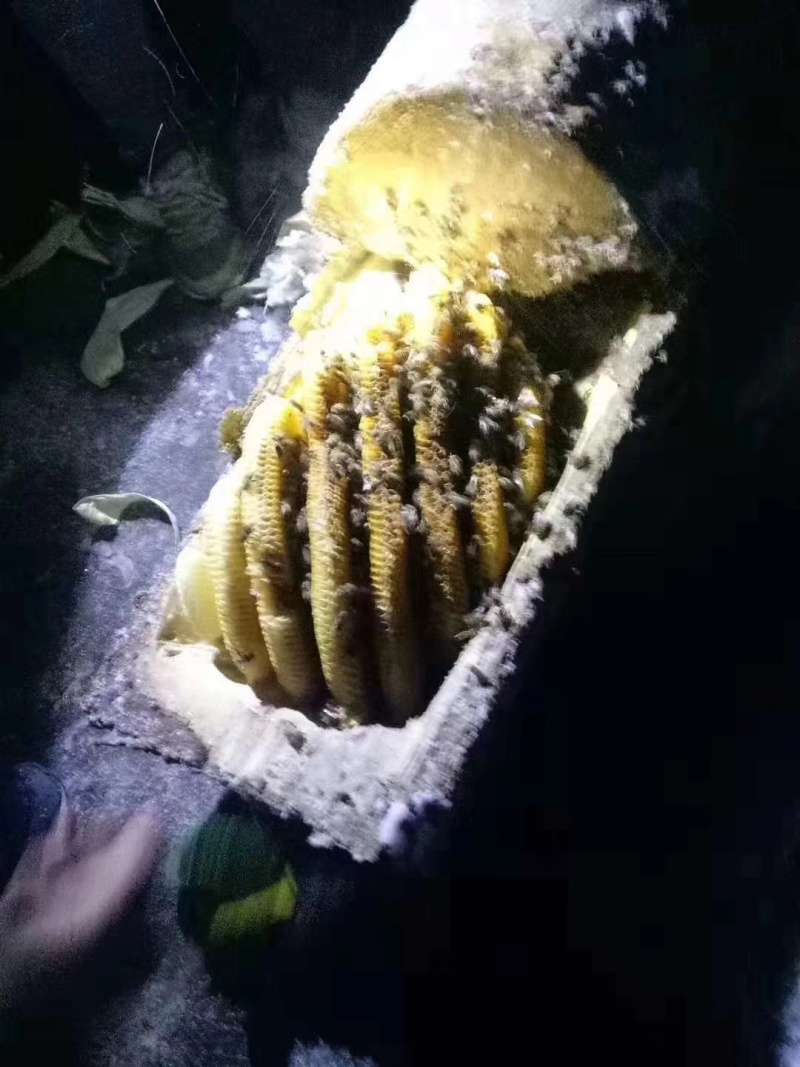 圆通蜂蜜