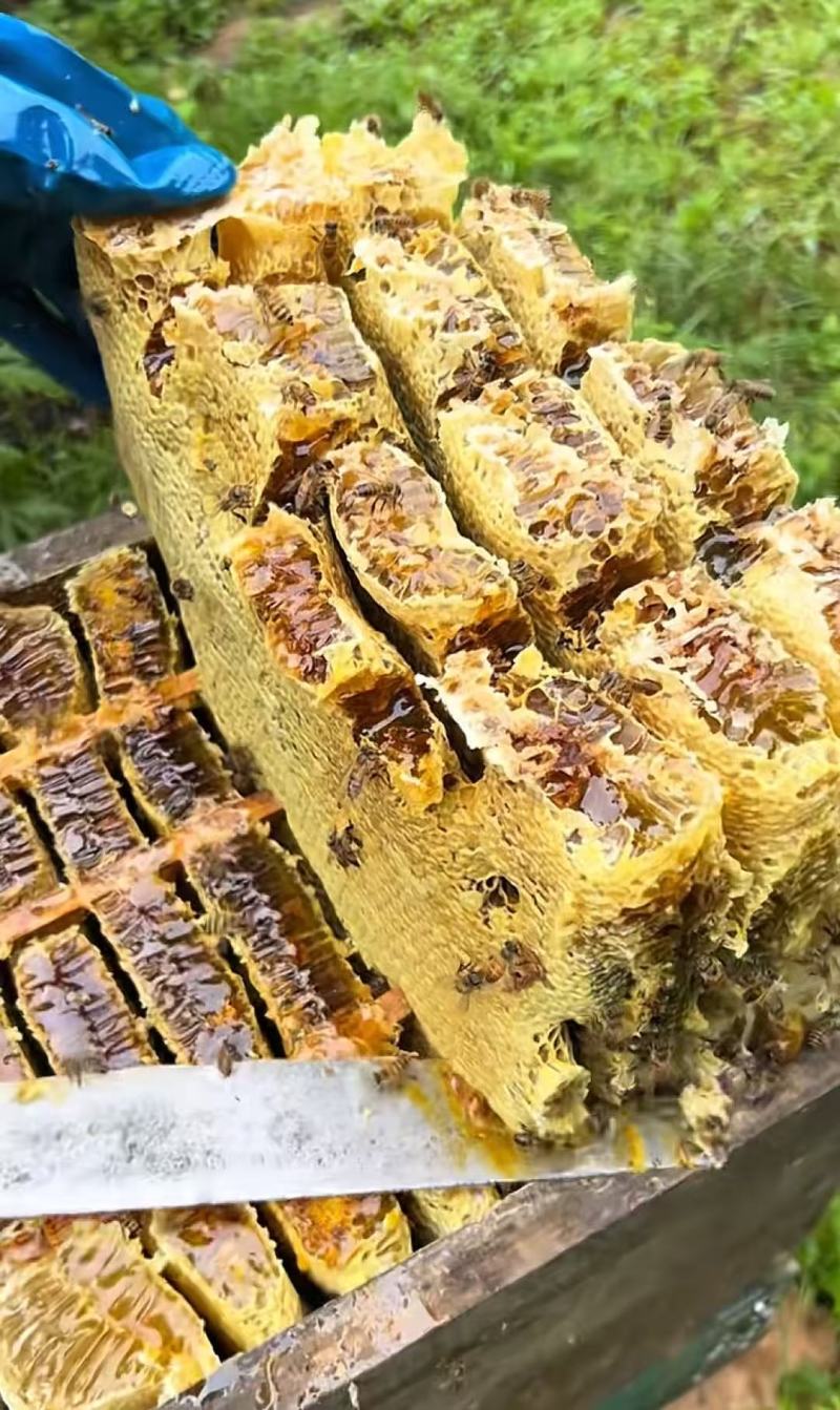 江西正在土蜂蜜.蜂巢