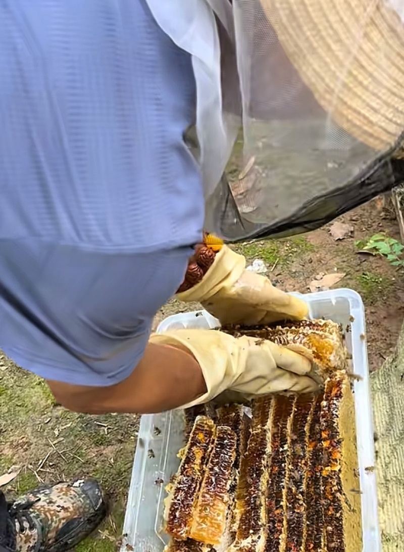 江西正在土蜂蜜.蜂巢