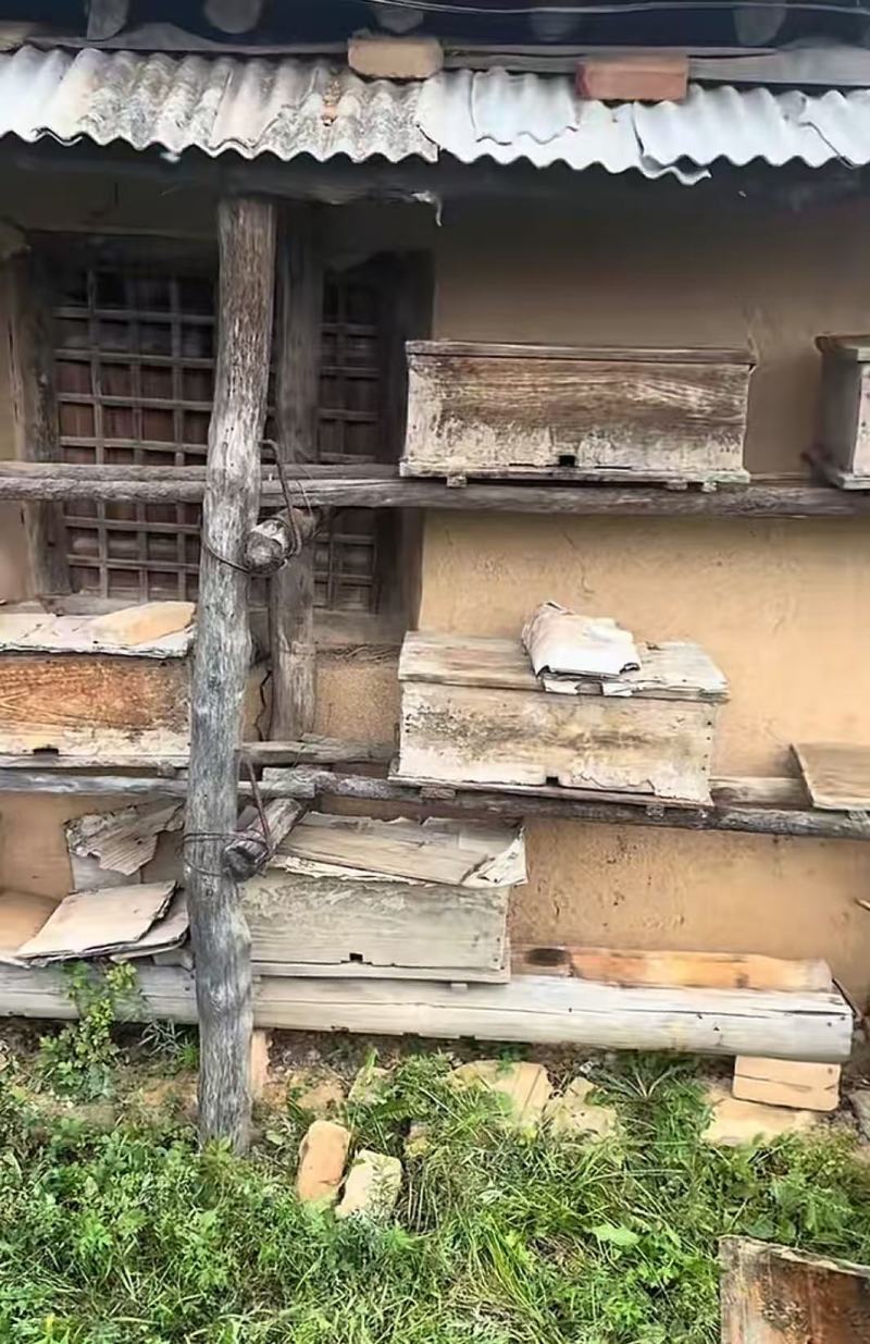 江西正在土蜂蜜.蜂巢