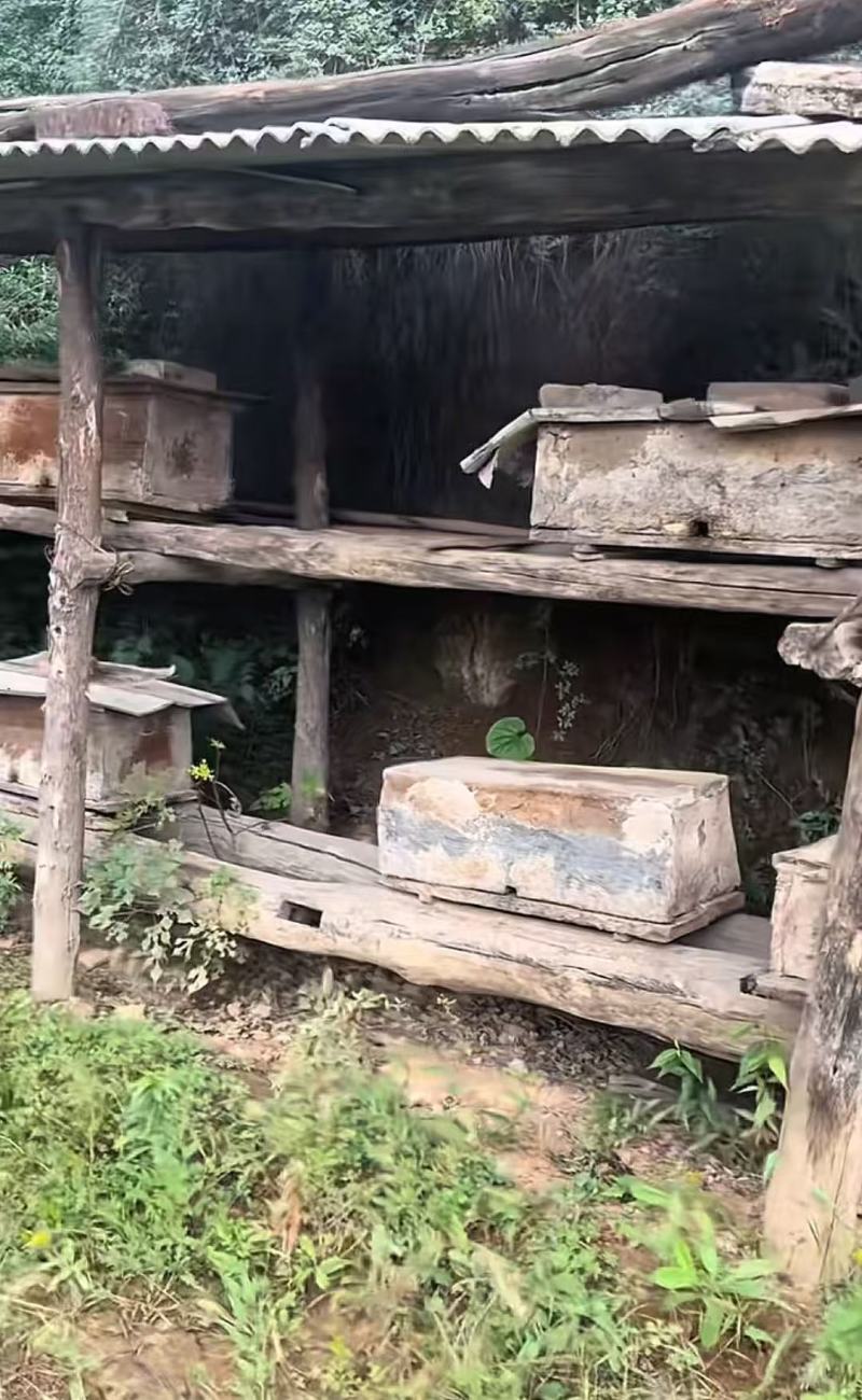 江西正在土蜂蜜.蜂巢