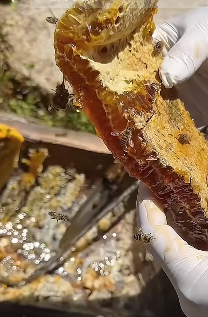 江西正在土蜂蜜.蜂巢
