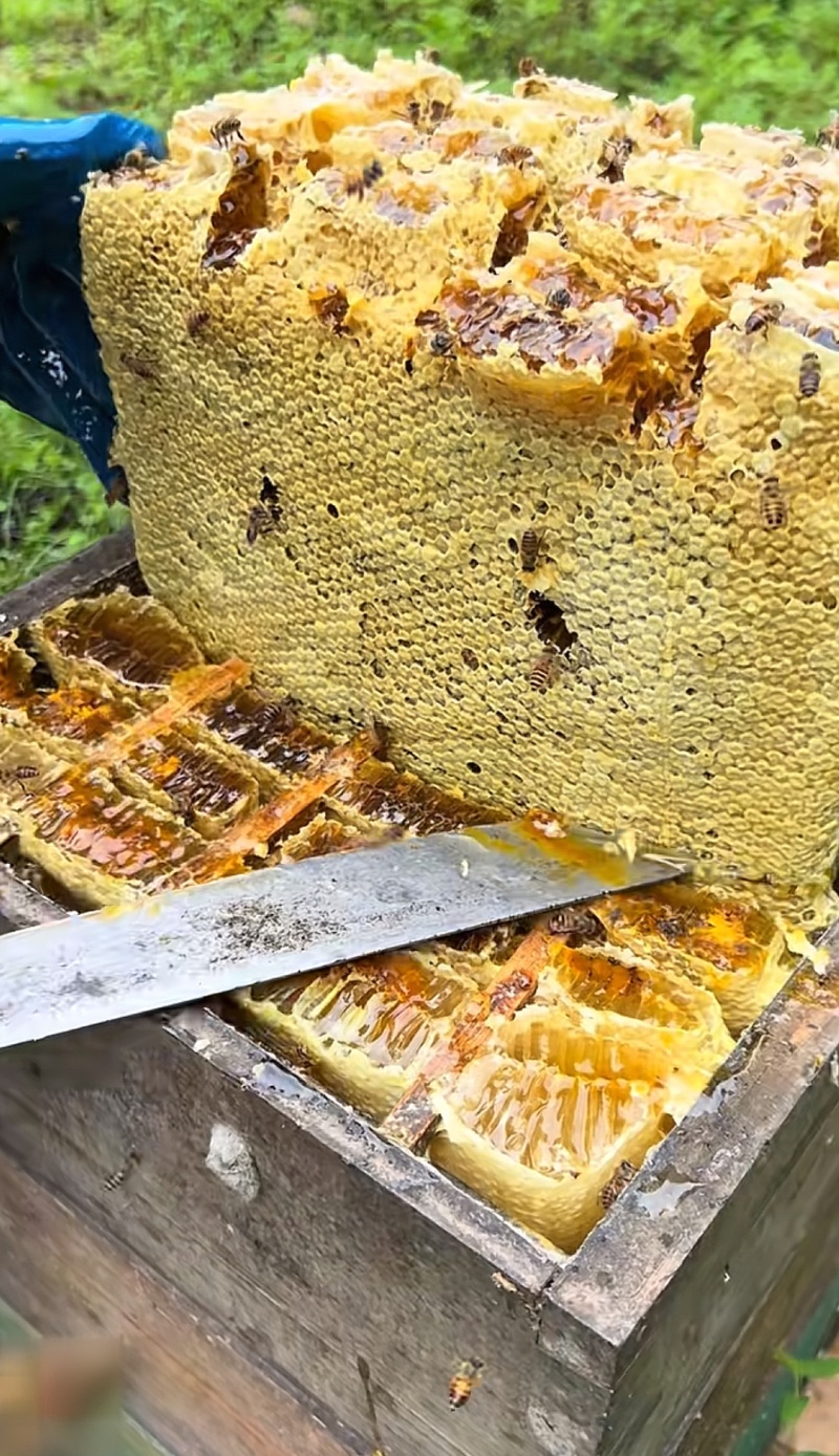 江西正在土蜂蜜.蜂巢