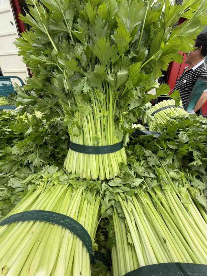 芹菜