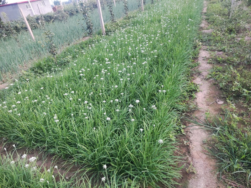 韭菜