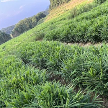 小黄姜