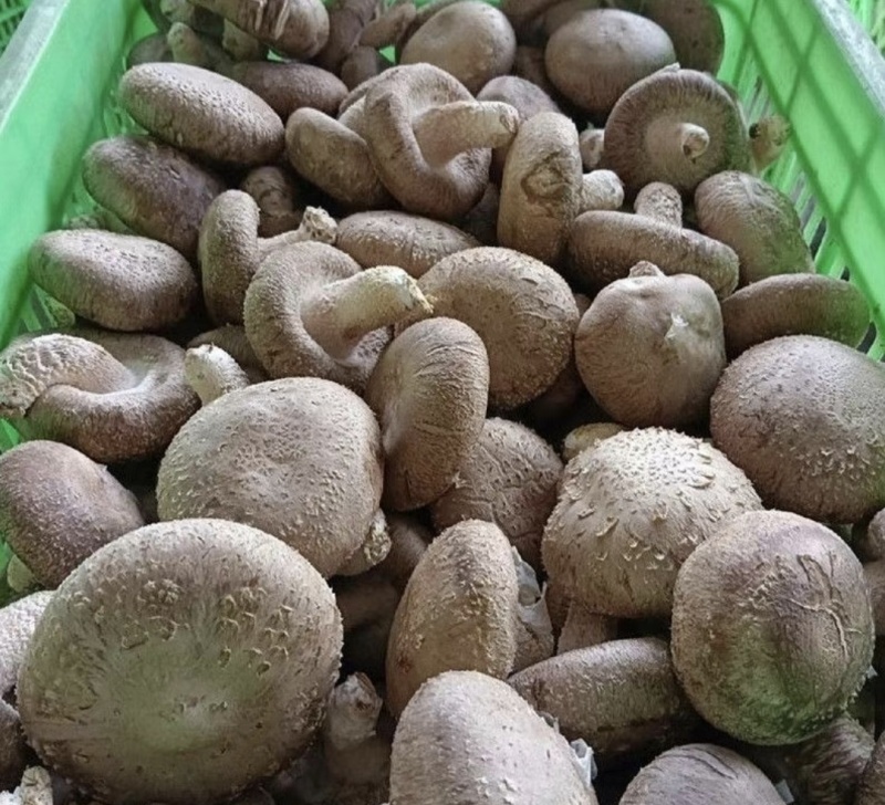 西峡县香菇