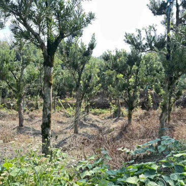 罗汉松毛胚树（10-15公分）