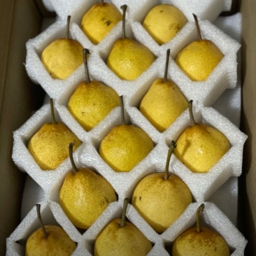 尖把梨