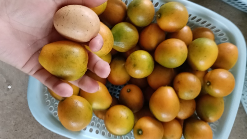 融安脆蜜金桔