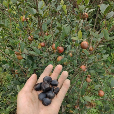 山茶油