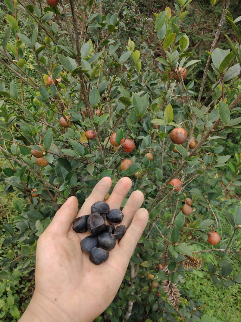 山茶油