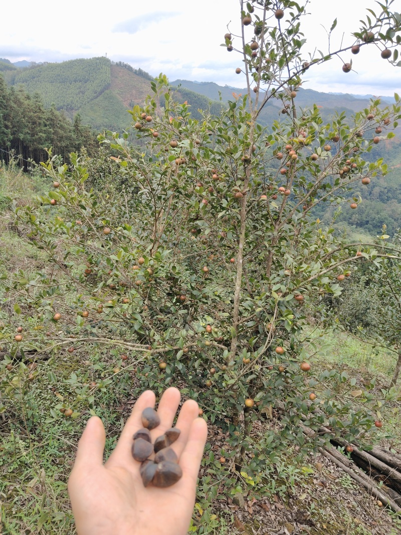山茶油
