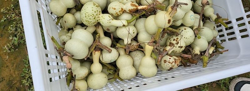中号葫芦，白皮葫芦，八宝葫芦，各种葫芦产地直销