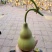 中号葫芦，白皮葫芦，八宝葫芦，各种葫芦产地直销