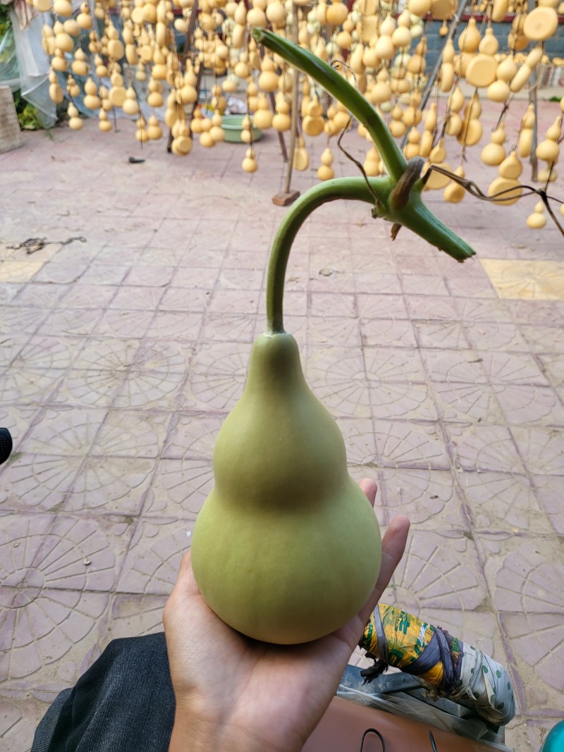 中号葫芦，白皮葫芦，八宝葫芦，各种葫芦产地直销