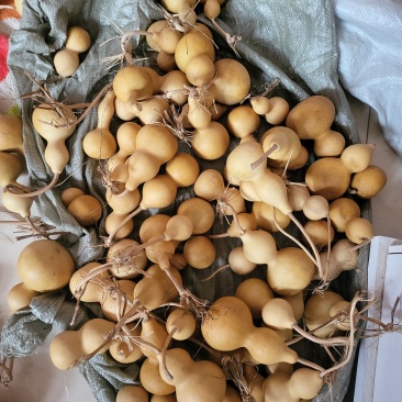 中号葫芦，白皮葫芦，八宝葫芦，各种葫芦产地直销