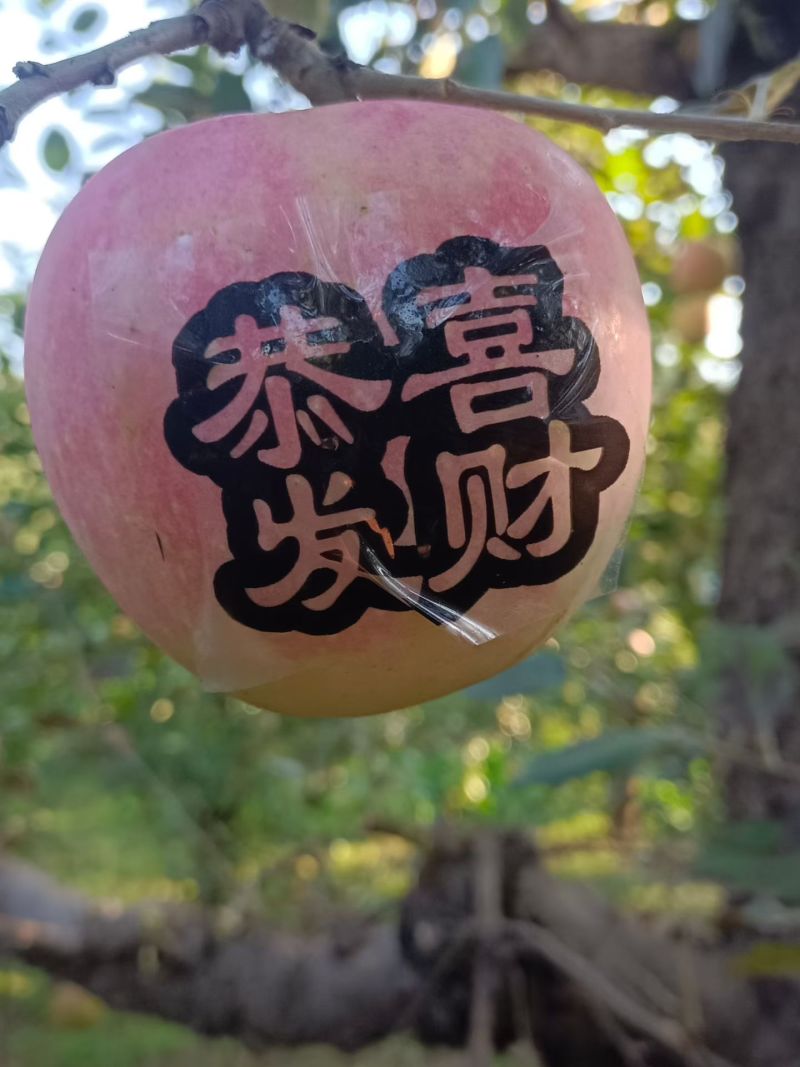 易县红富士苹果