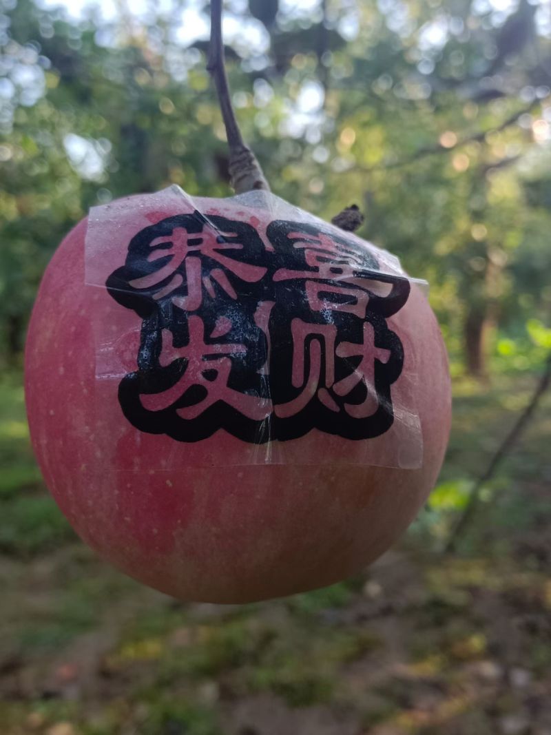 易县红富士苹果