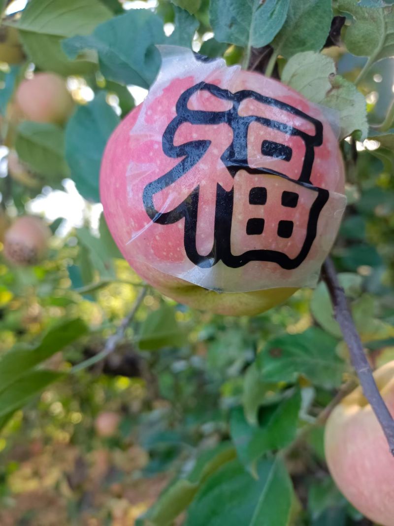 易县红富士苹果