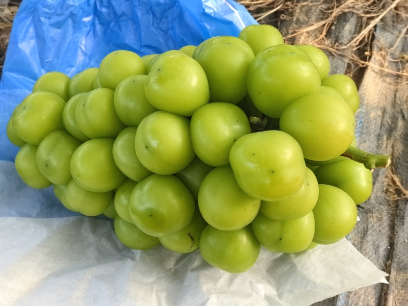 每串57到58个粒，甜度22，一串2斤半左右