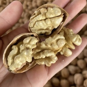新疆阿克苏核桃