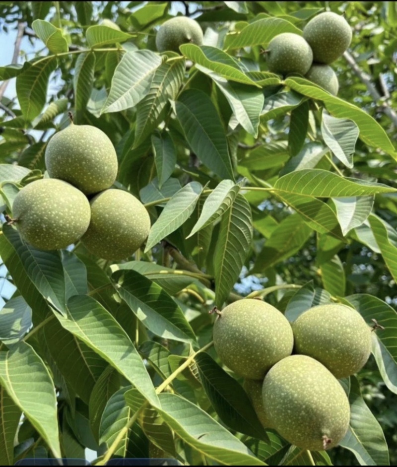 新疆阿克苏核桃