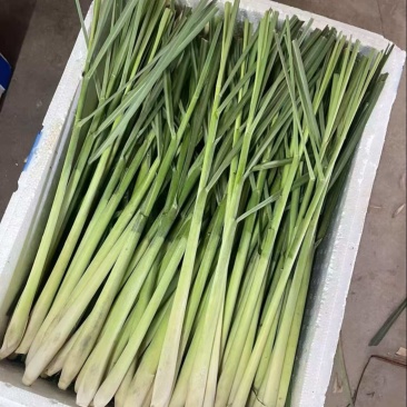 精品香茅