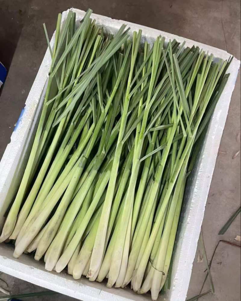 精品香茅