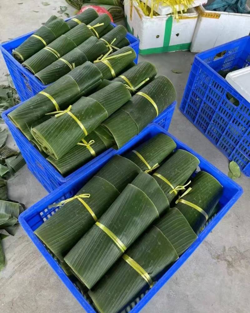 精品芭蕉叶
