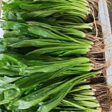 精品大香菜4元一斤