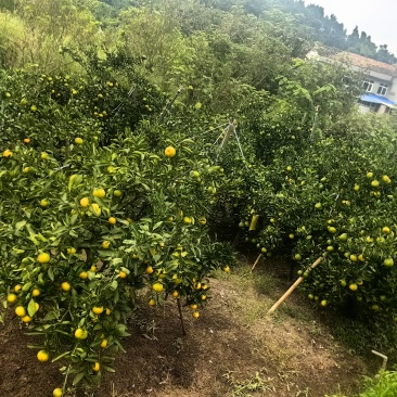 新津蜜橘