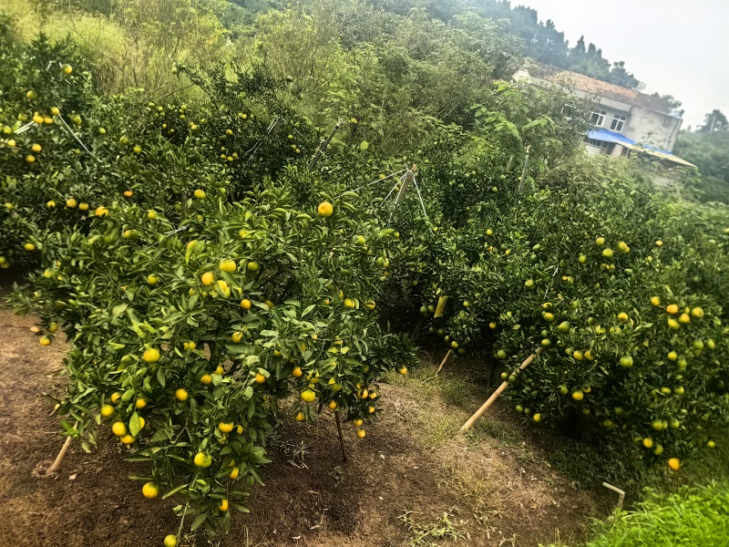 新津蜜橘