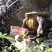 天麻，土蜂蜜