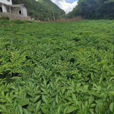 杂交魔芋种子