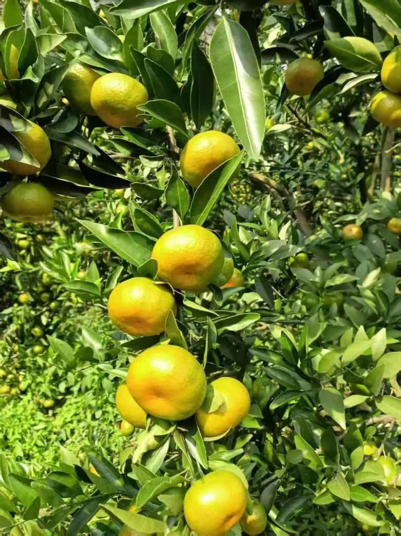 一百万斤南丰蜜橘，马上釆1.5