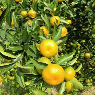 一百万斤南丰蜜橘，马上釆1.5