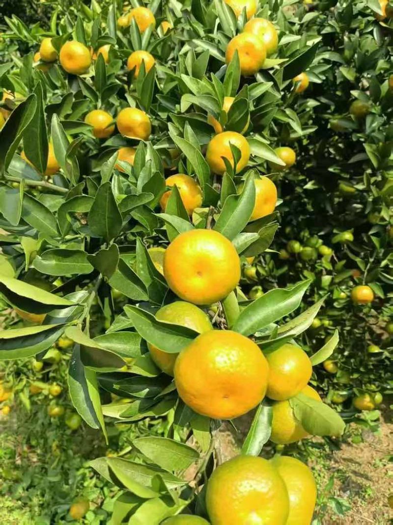 一百万斤南丰蜜橘，马上釆1.5