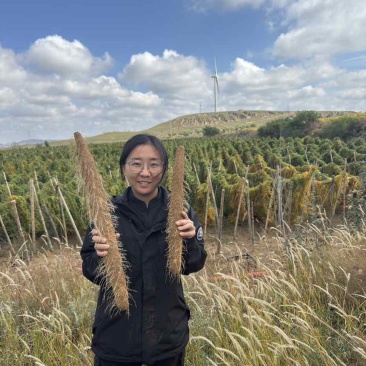 千亩自家产区白玉山药产地直销(打皮货）长期有量