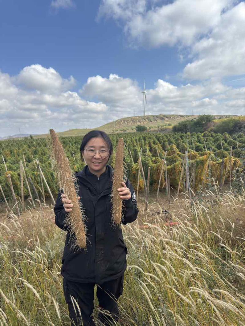 千亩自家产区白玉山药产地直销(打皮货）长期有量